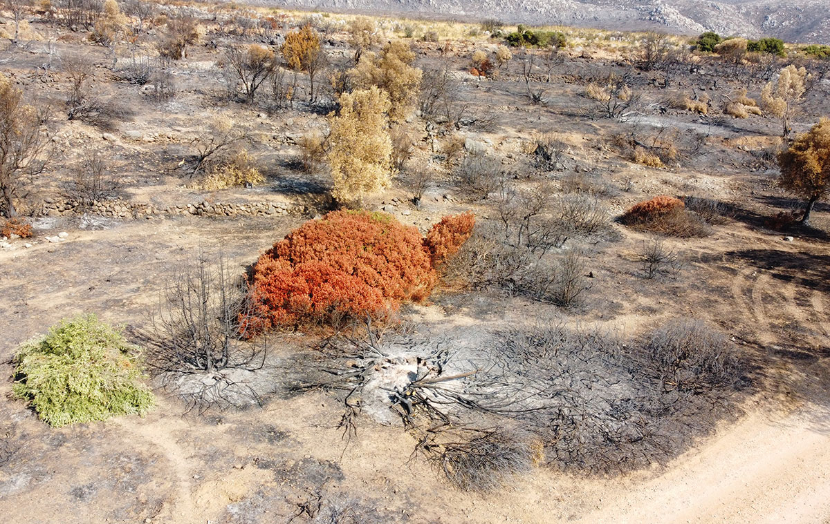 THE MANDATORY RELINQUISHMENT AND ANNULMENT OF LAND CULTIVATION RIGHT AND RIGHT TO USE OVER AREAS OF BURNED LAND