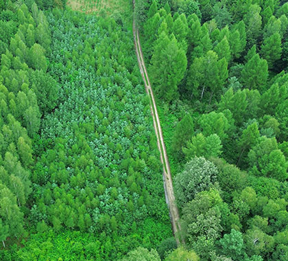 Plantation, Forestry and Pulp and Paper